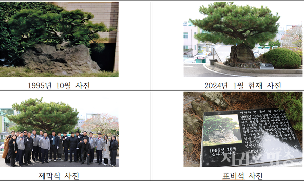 서귀포경찰서의 역사와 함께 살아 숨쉬는 나무