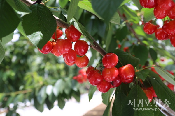 새콤달콤 붉은빛 제주산 체리