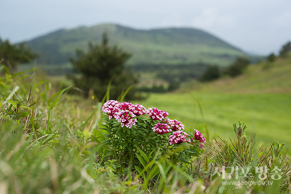 http://www.jeju.go.kr/jejuorchids/index.htm