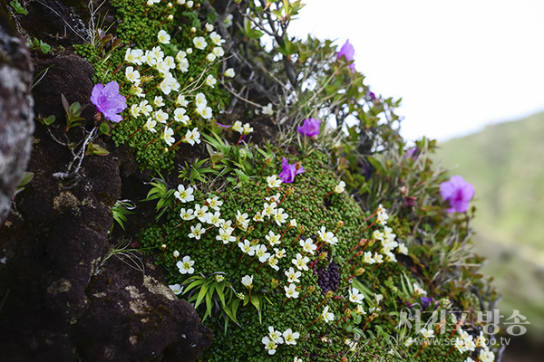 http://www.jeju.go.kr/jejuorchids/index.htm