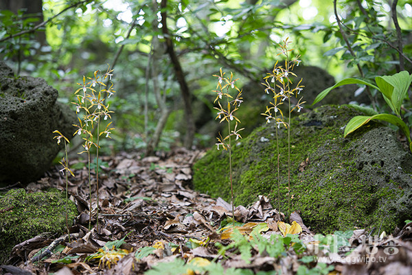 http://www.jeju.go.kr/jejuorchids/index.htm