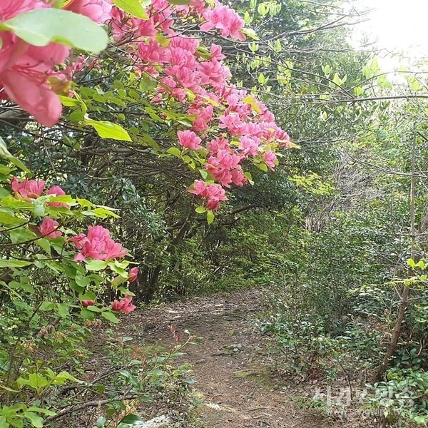 머체왓숲길의 참꽃나무