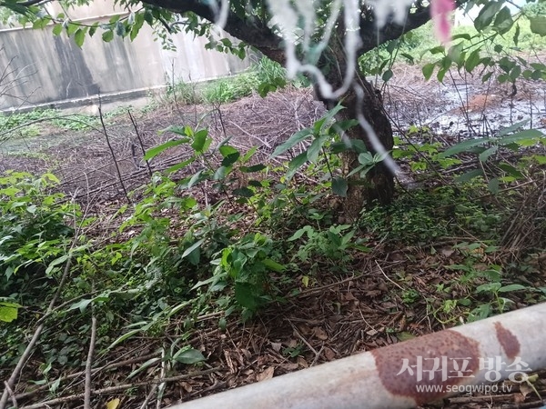 가시리 가축분뇨 불법투기 의혹 사진