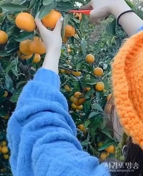 파더스가든 귤따기 체험5