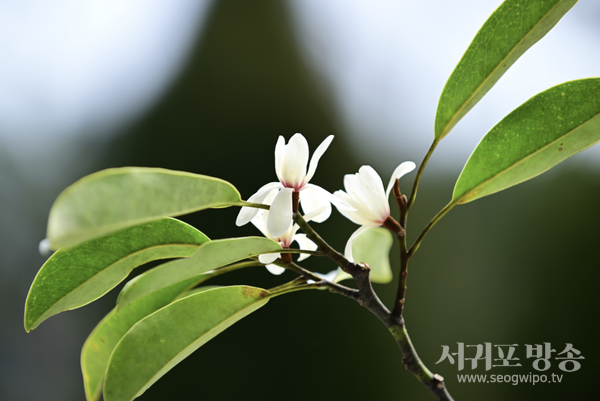 희귀식물 ‘초령목’ 만개.