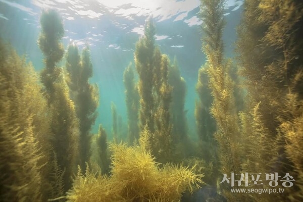 서귀포시, 8개소 어촌계 마을어장 내 패조류 서식장 조성을 위해 총 5억원 투입