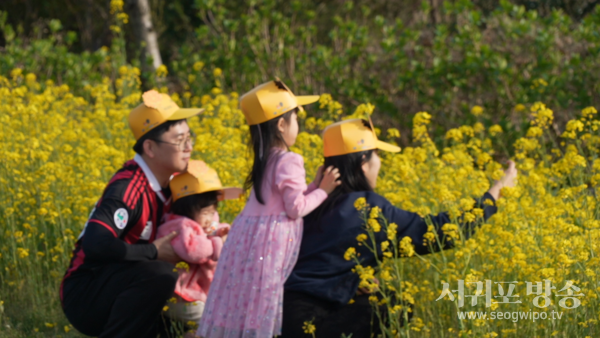 제42회 서귀포유채꽃축제
