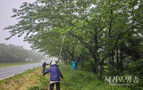 서귀포시,- 6월부터 집중 방제…지속적인 예찰과 신속한 방제로 건강한 숲 조성
